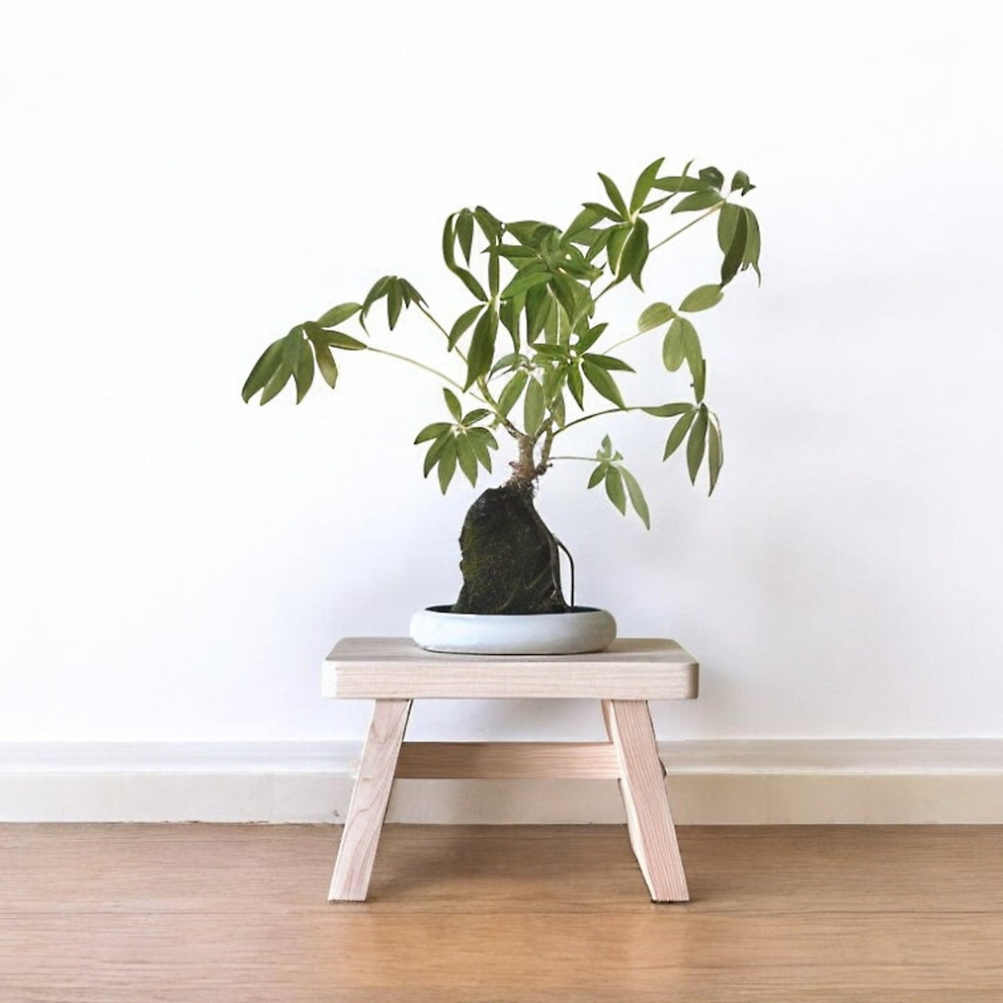 Japanese Bath Stool - Medium