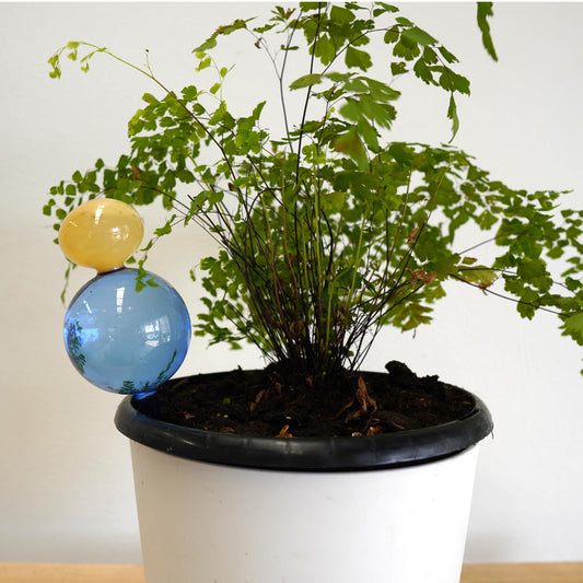 Indoor plant self watering bubble - small